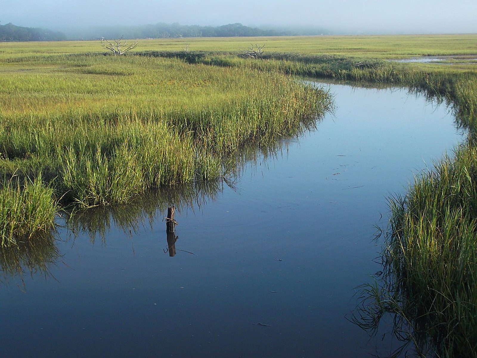 Coastal marsh scenery in the Golden Isles of Georgia