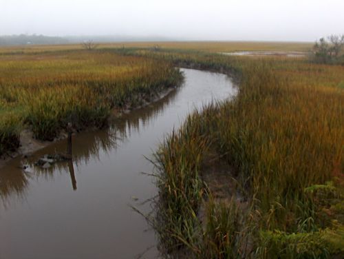 Golden Isles nature photo