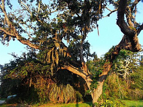 Golden Isles nature photo
