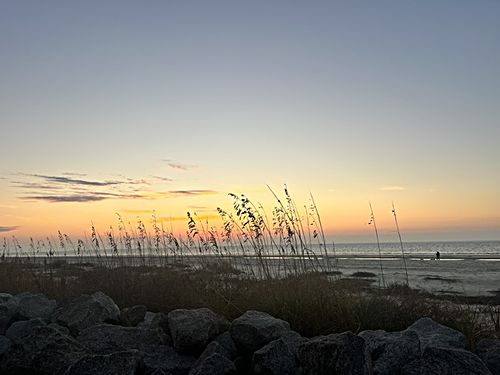 Sea oats catch the morning light