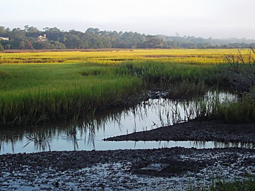 The Marshes of Glynn in summer green