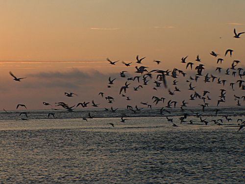 Shorebirds take flight at dawn