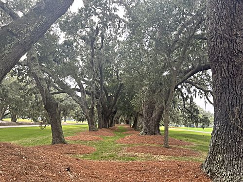 An avenue of island oaks