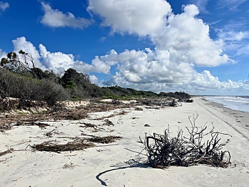 Driftwood on a quiet stretch of sand