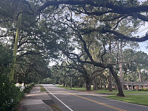 Oak-lined lanes of the island