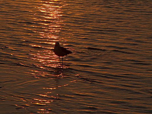 A gull wades in gilded shallows
