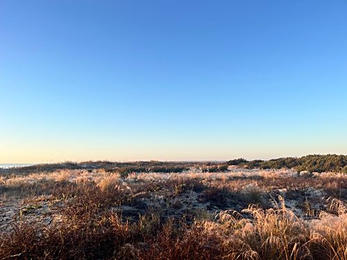 Autumn gold in the marsh grass